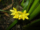 Allium moly (2014, May 24)