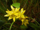 Allium moly (2014, May 27)