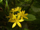 Allium moly (2014, May 27)