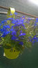 LOBELIA