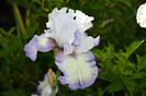 Iris germanica 'Acoma'