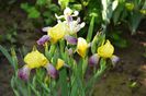 Iris germanica 'Nibelungen'