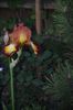 Iris germanica 'Spreckees'