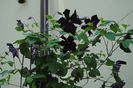 clematis Romantika