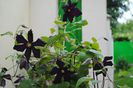 clematis Romantika
