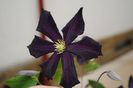 clematis Romantika