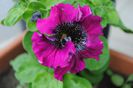 petunie Superbissima violet, prima floare