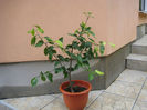 LAMAI ALTOIT 50 LEI