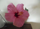 Adonicus Pink