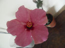 Adonicus Pink