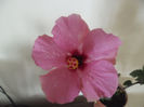 Adonicus Pink