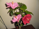 Adonicus Pink + Helene