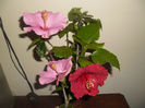 hibiscus grup