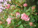 DSCN6195