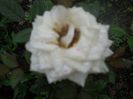DSCN6199