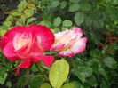 DSCN6205