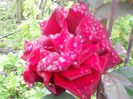 DSCN6206