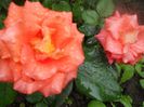 DSCN6208