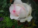 DSCN6210