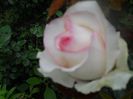 DSCN6212