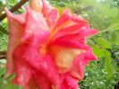 DSCN6218
