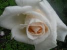 DSCN6227