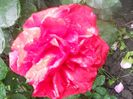 DSCN6229