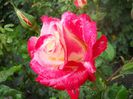 DSCN6231