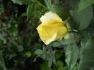 DSCN6235