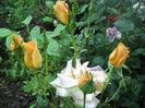 DSCN6237