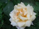 DSCN6238