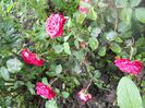 DSCN6240