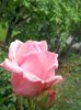 DSCN6244