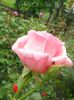 DSCN6245