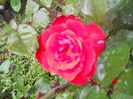 DSCN6246