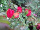 DSCN6247