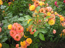 flori 010