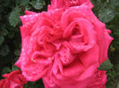 flori 014