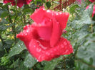 flori 015