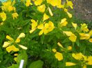 oenothera frutticosa