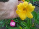 Hemerocallis galben 30cm