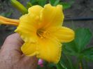 Stella D"oro