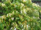lonicera japonica
