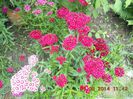 DSCN3006