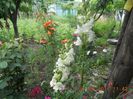 DSCN3007