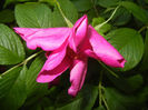 Rosa rugosa (2014, May 17)