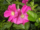 Rosa rugosa (2014, May 18)