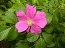 Rosa rugosa (2014, May 18)