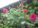 DSC00037