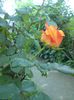 DSC00039